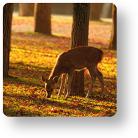 奈良公園の子鹿_icon