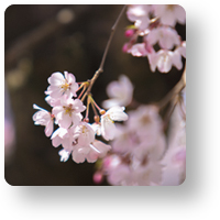氷室神社の桜_icon