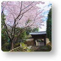 白毫寺の桜_icon