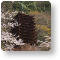 談山神社の桜吹雪_icon