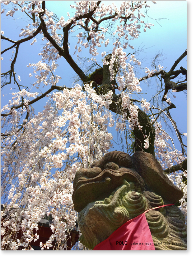 氷室神社の桜と狛犬