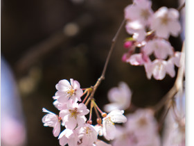 氷室神社の桜