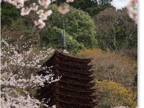 談山神社の桜吹雪
