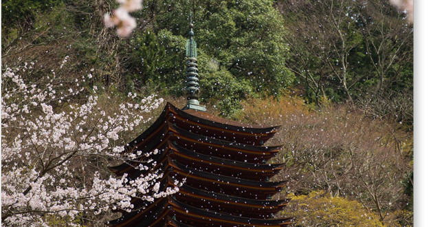 談山神社の桜吹雪