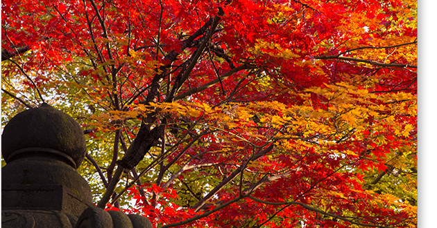 上野東照宮の紅葉