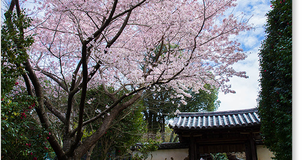 白毫寺の桜