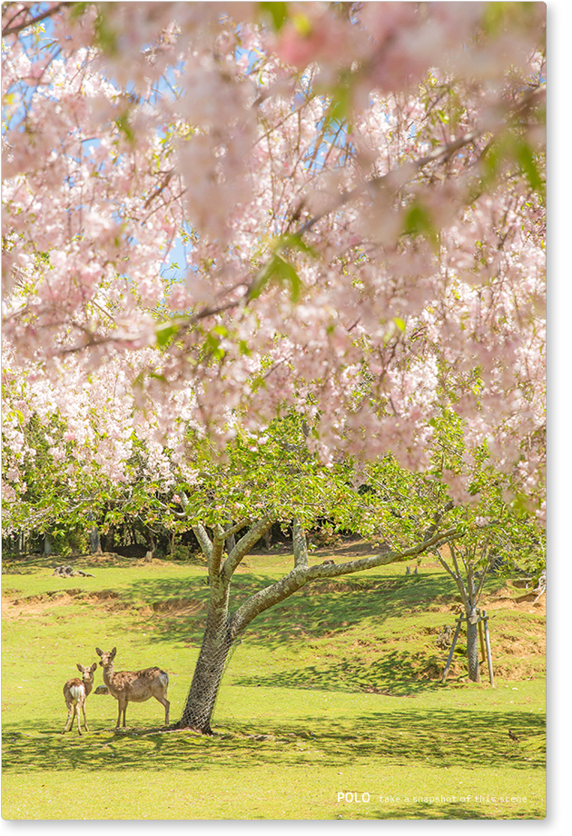 奈良公園の桜と鹿_2