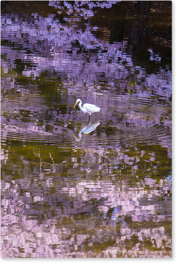 鷺池と小鷺