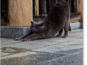 久米寺の黒猫