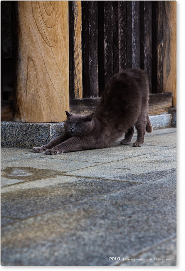 久米寺の黒猫