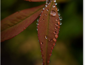 葉と雨粒