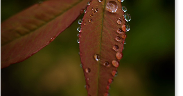 葉と雨粒